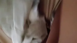 Azijska i američka osvaja bijeli psić pijetao POV