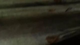 Šri Lanke sobe bljeskalice. zadovoljstvo u skype = colu.karaya32