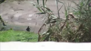 Dobijem na zreo i ona je, kao što je to шк